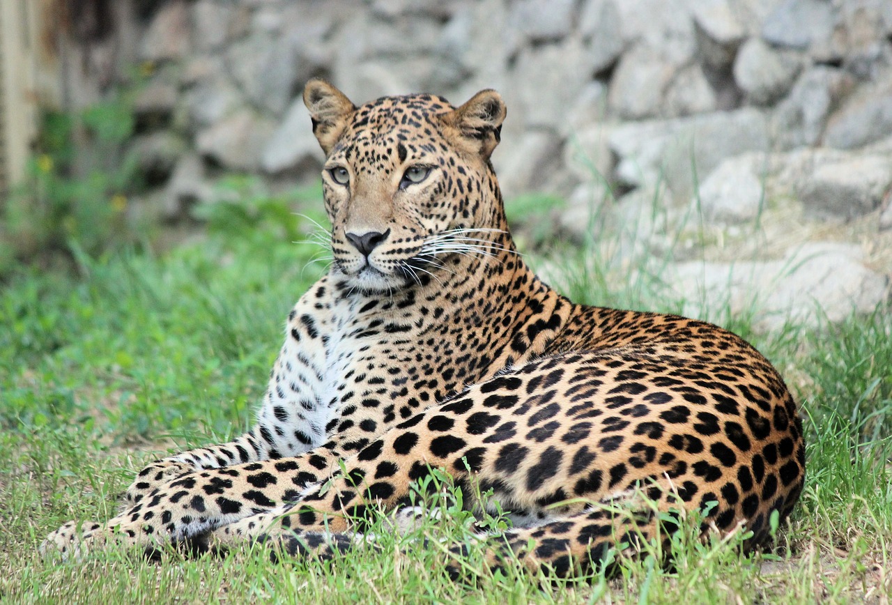leopard  panther  pardál free photo