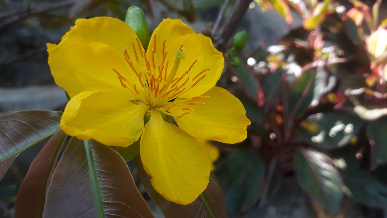 leopard  flower  apricot blossom free photo