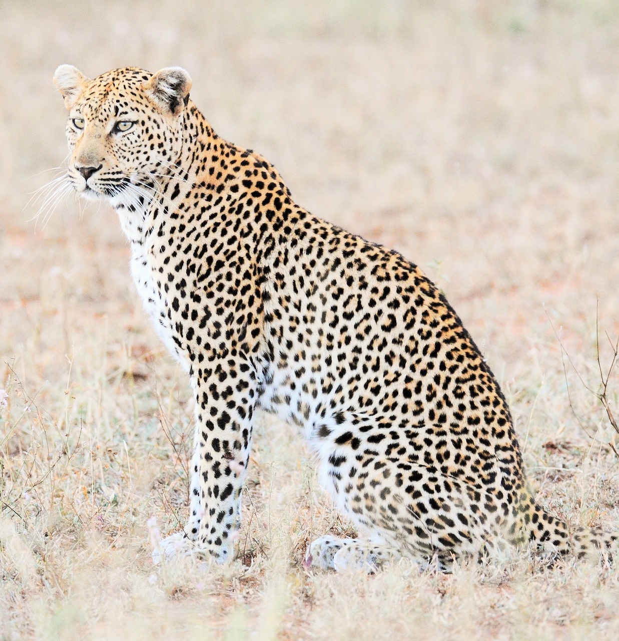 leopard  africa  safari free photo