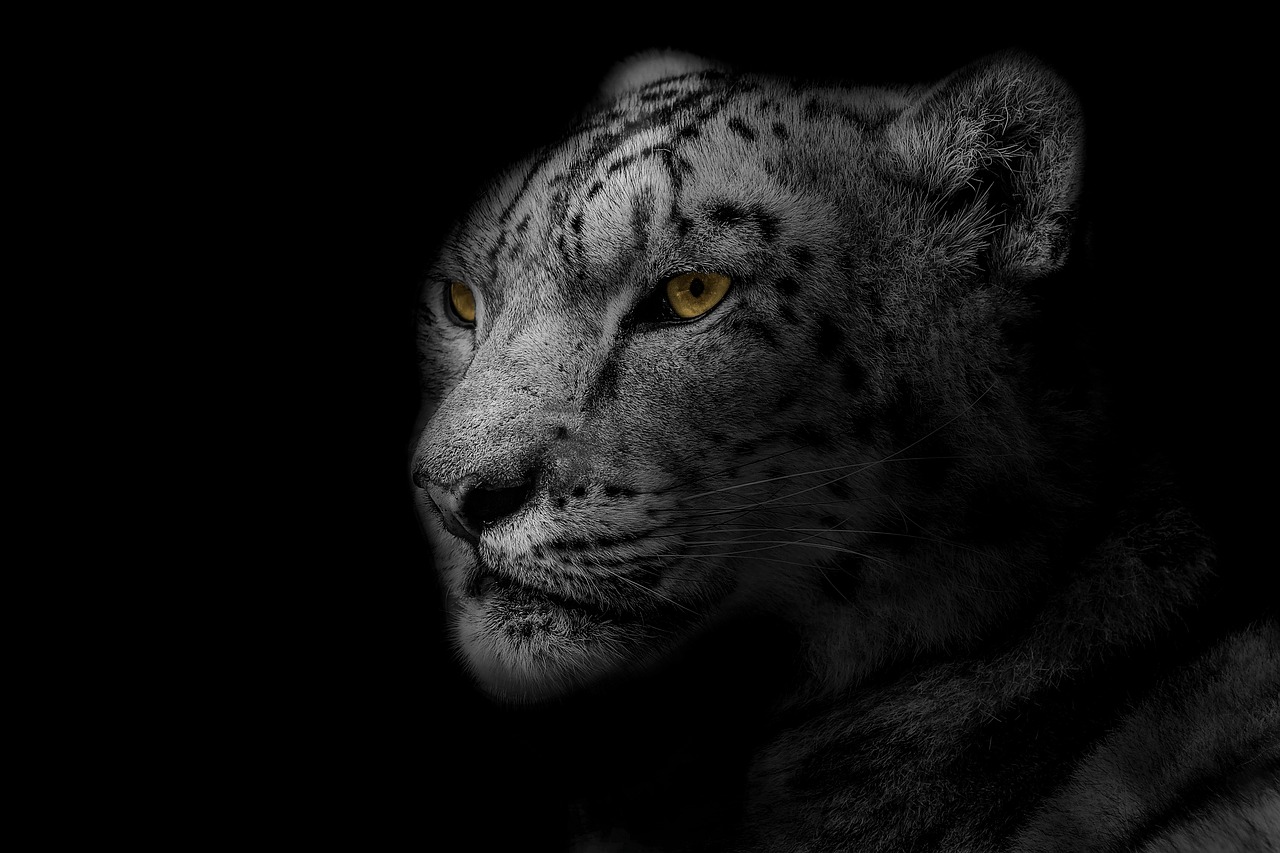 leopard  animal  design free photo