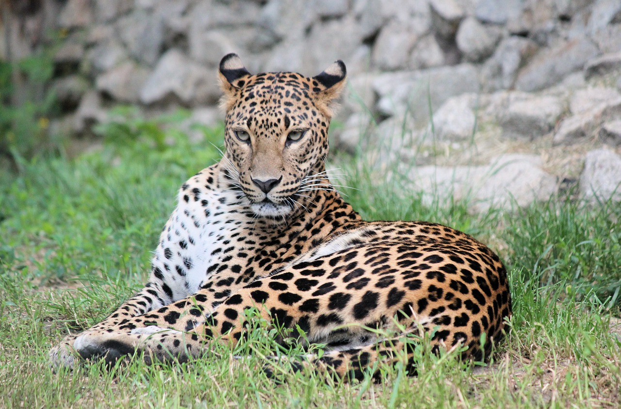 leopard  panther  beast free photo