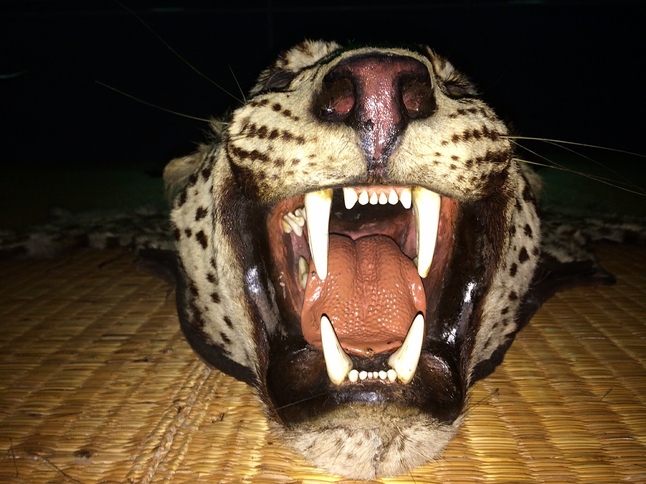 leopard roaring teeth free photo