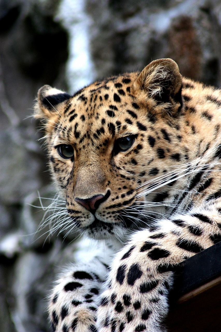 leopard animal cat free photo