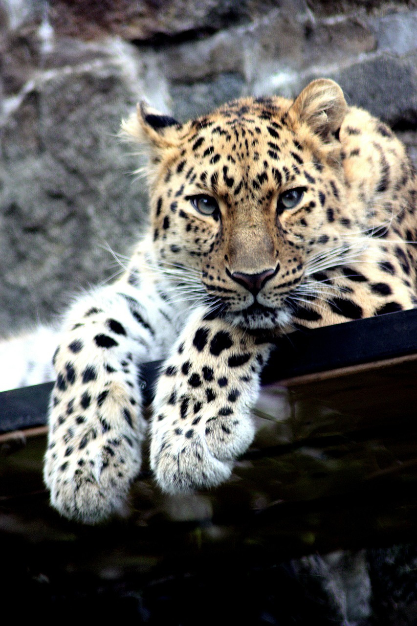 leopard wildlife hunter free photo
