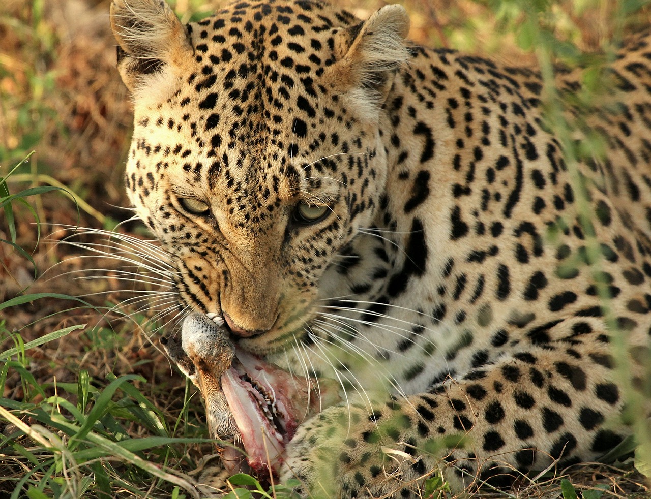 leopard carnivore kill free photo