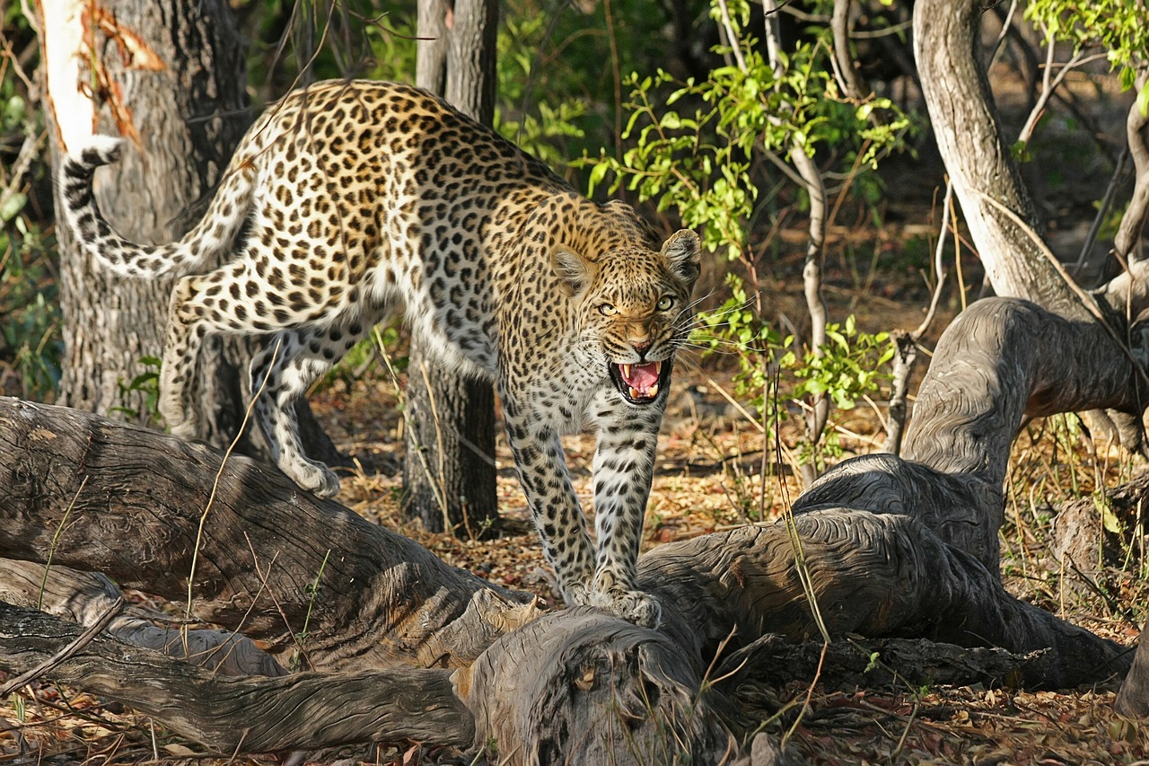 leopard wildcat big cat free photo
