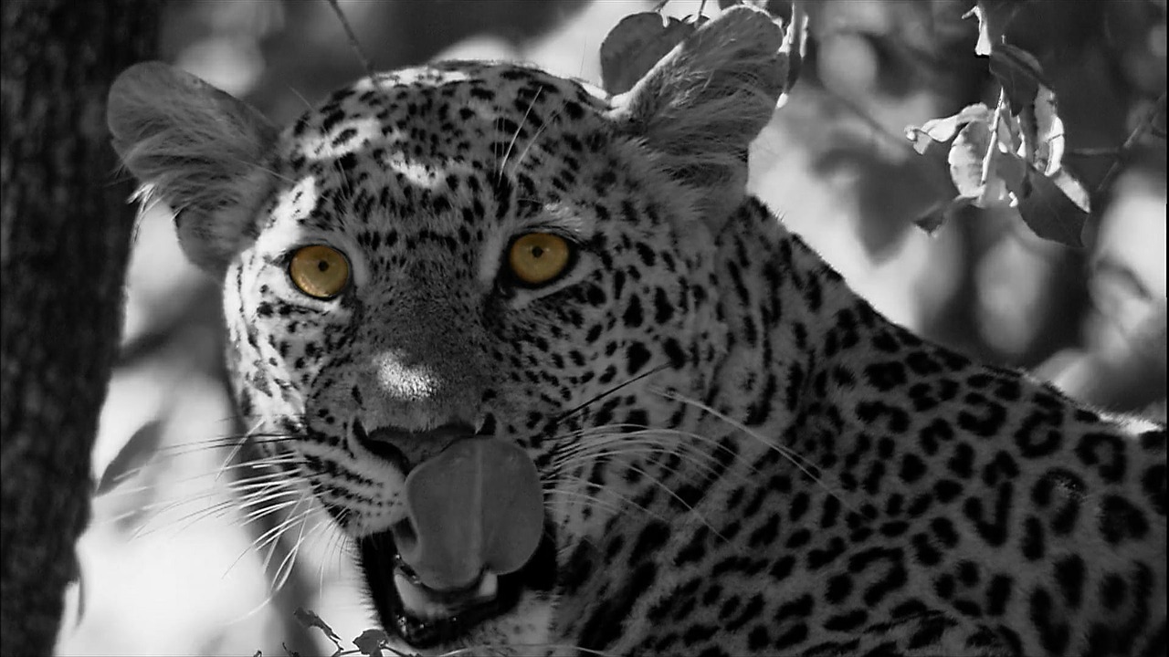 leopard cat panthera pardus free photo