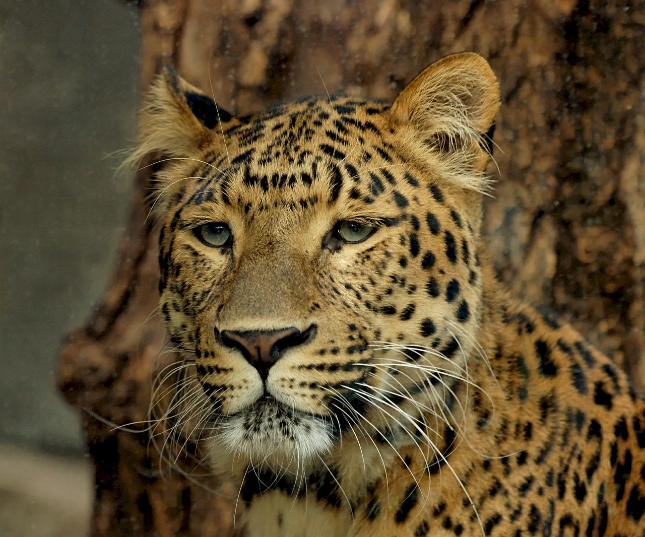 leopard predator feline free photo