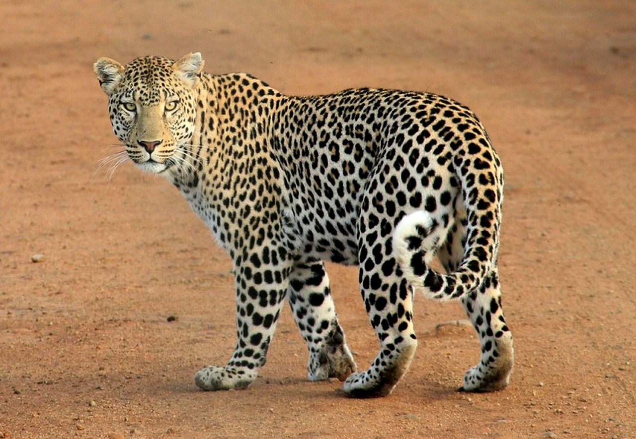 leopard leopard spots animal free photo