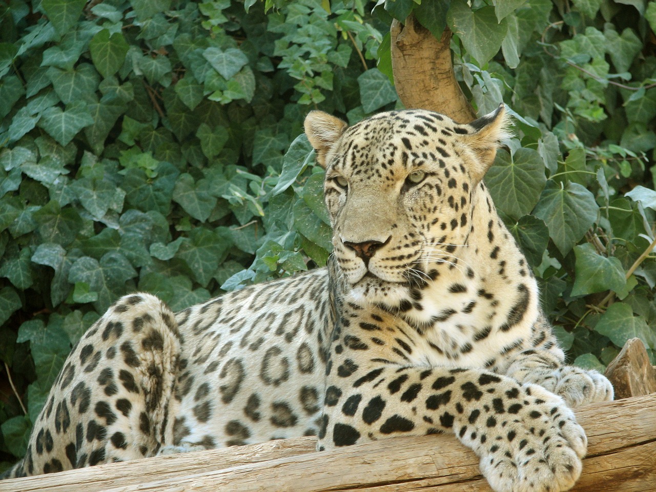 leopard resting big cat free photo