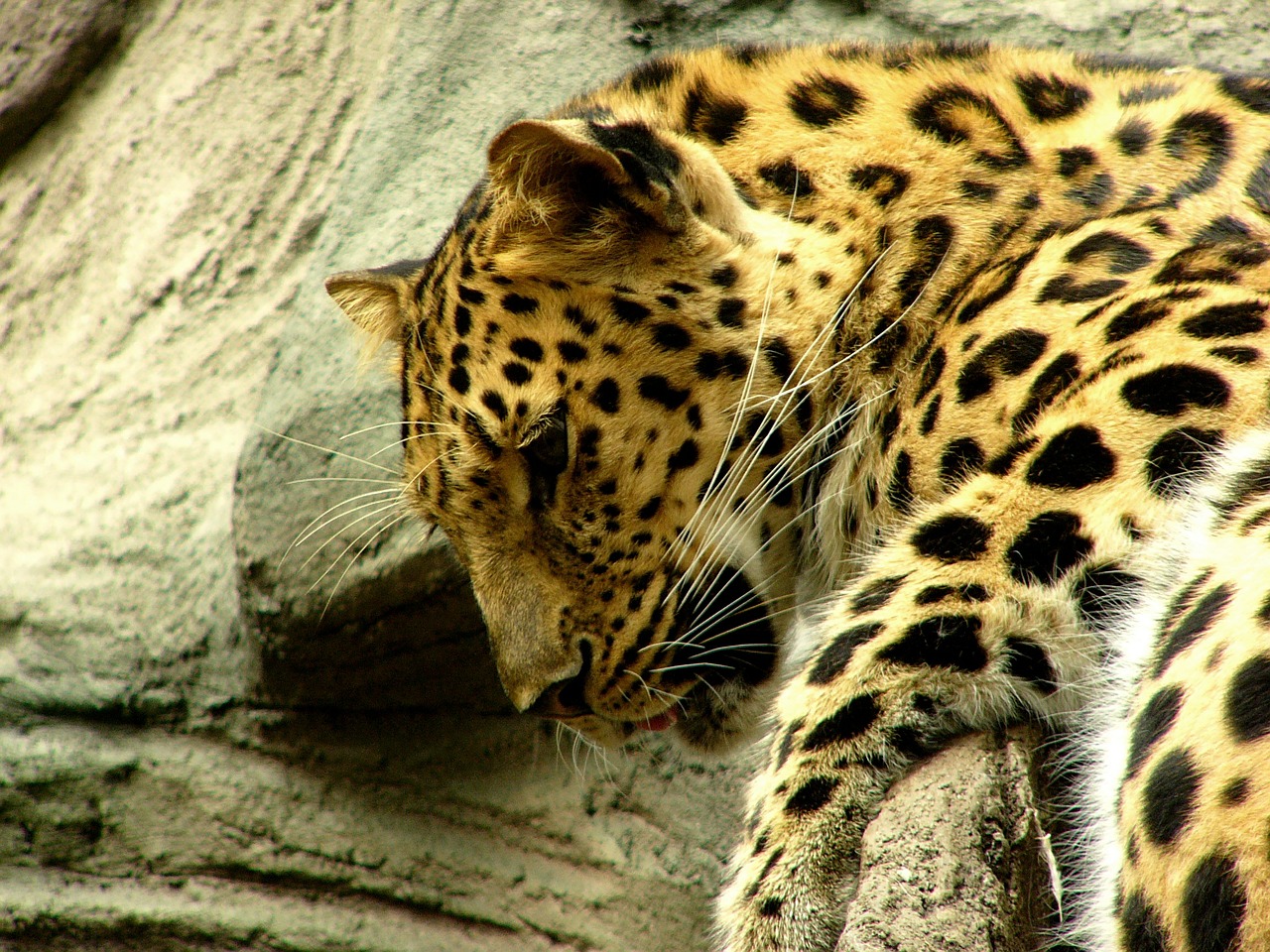 leopard wild animal male free photo