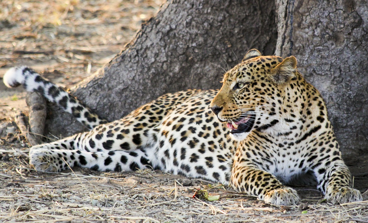 leopard africa animal free photo