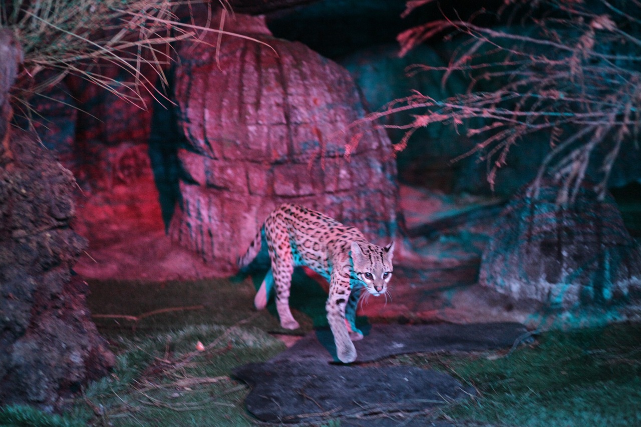 leopard cat ocelot free photo