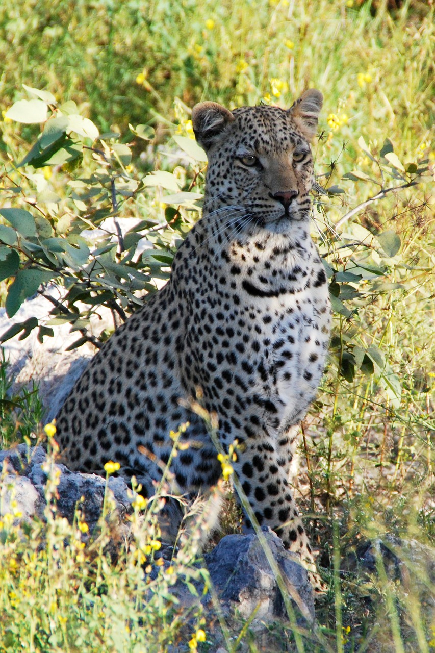 leopard sit animal free photo