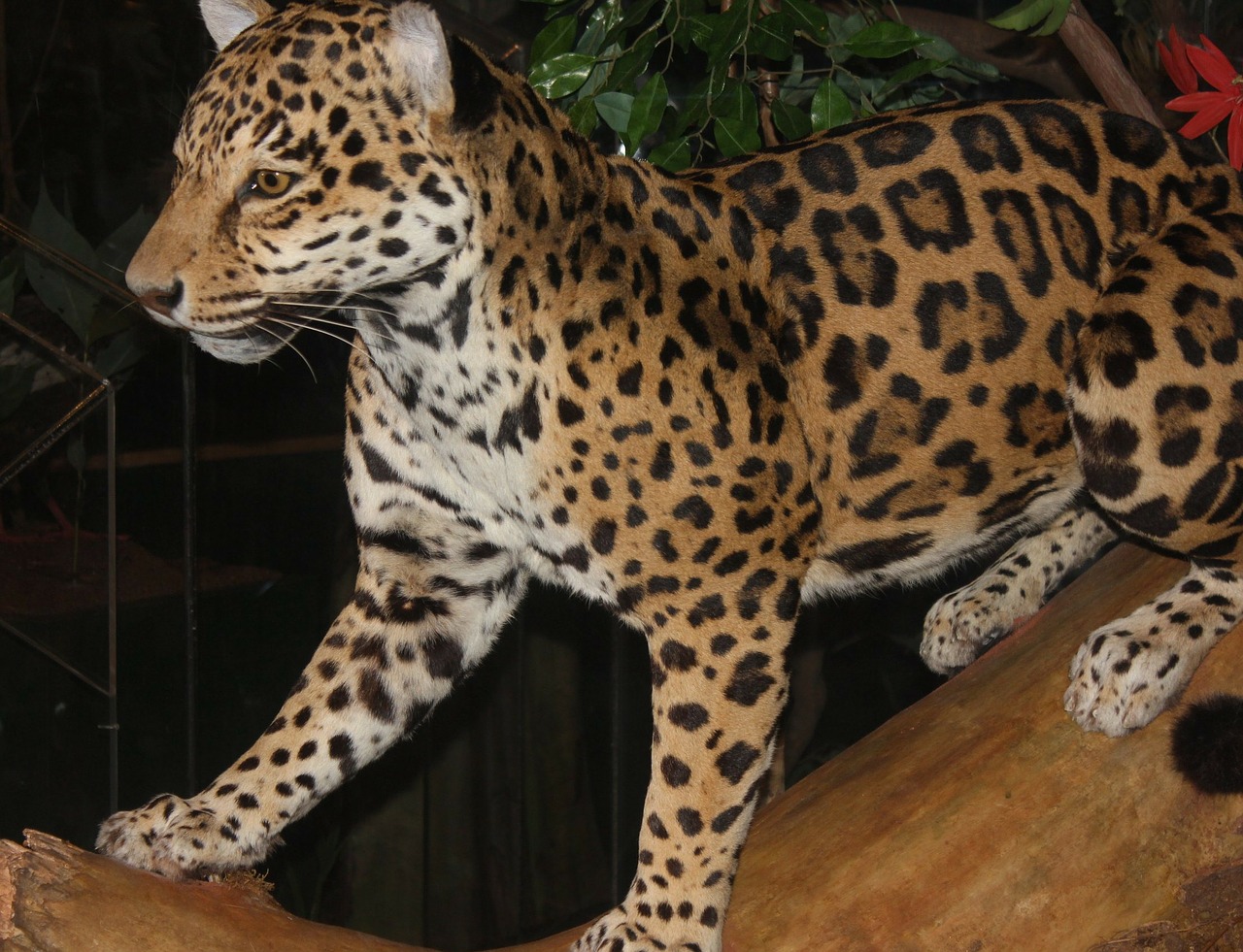 leopard big cat carnivore free photo