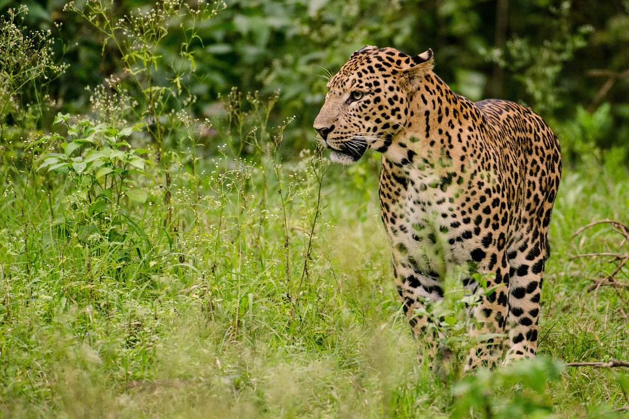 leopard males forest free photo