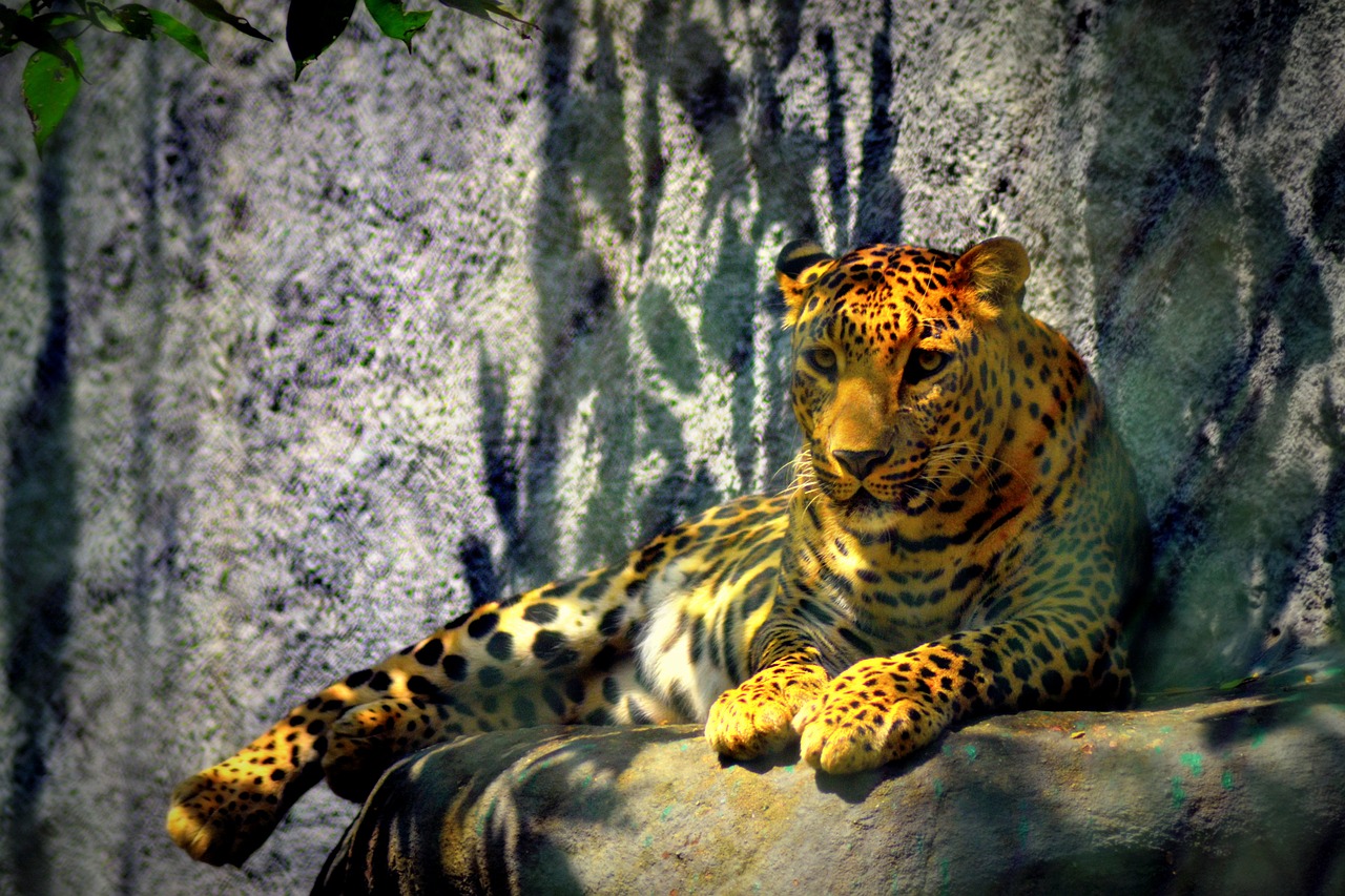 leopard cheetah attitude free photo