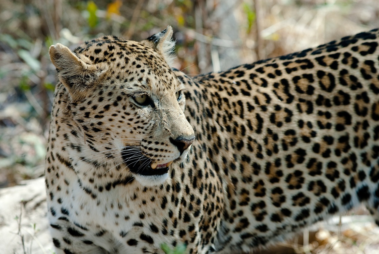 leopard cat savuti free photo