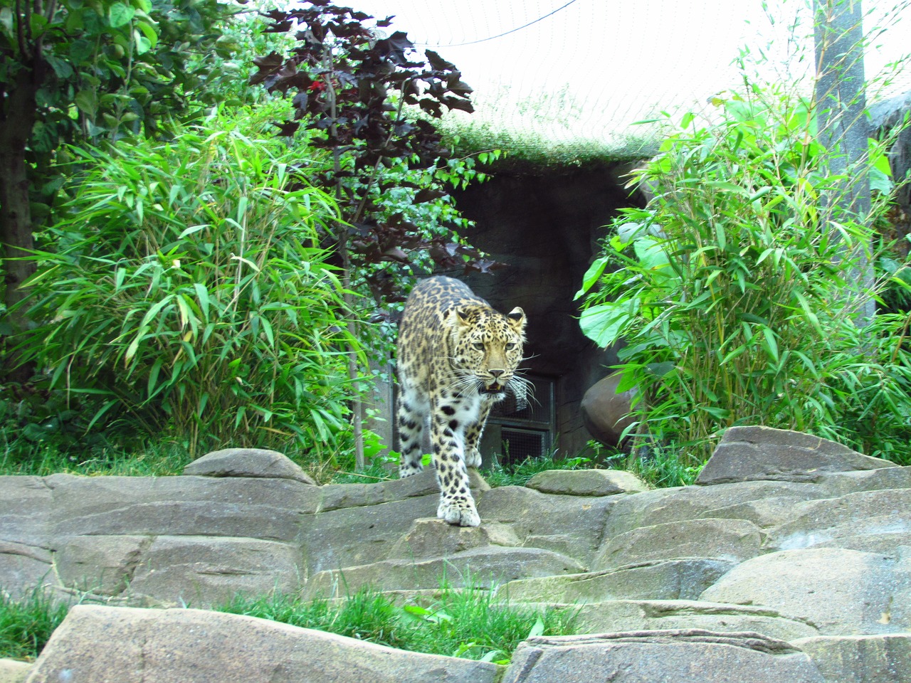 leopard zoo spots free photo