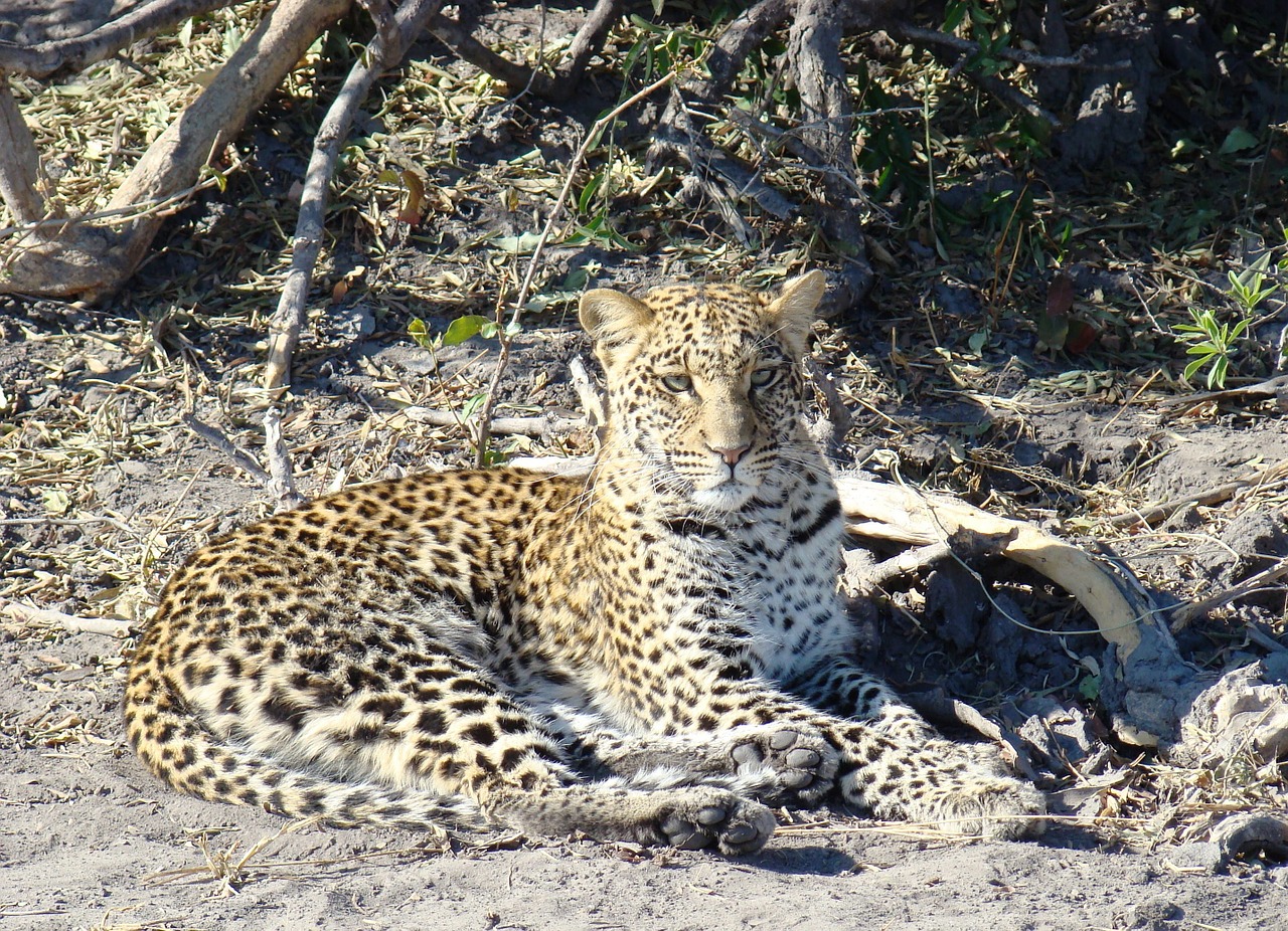 leopard safari cat free photo