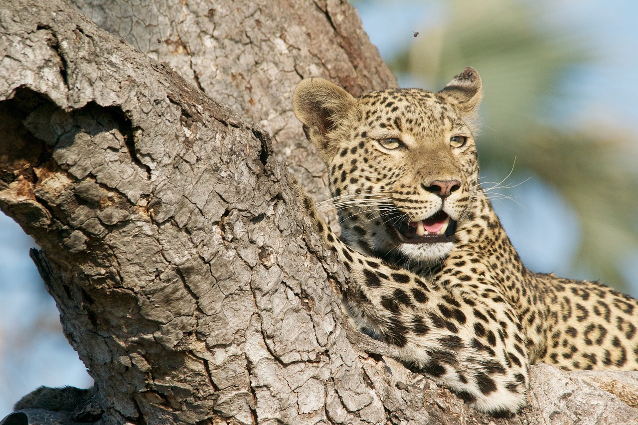 leopard tree wildlife free photo