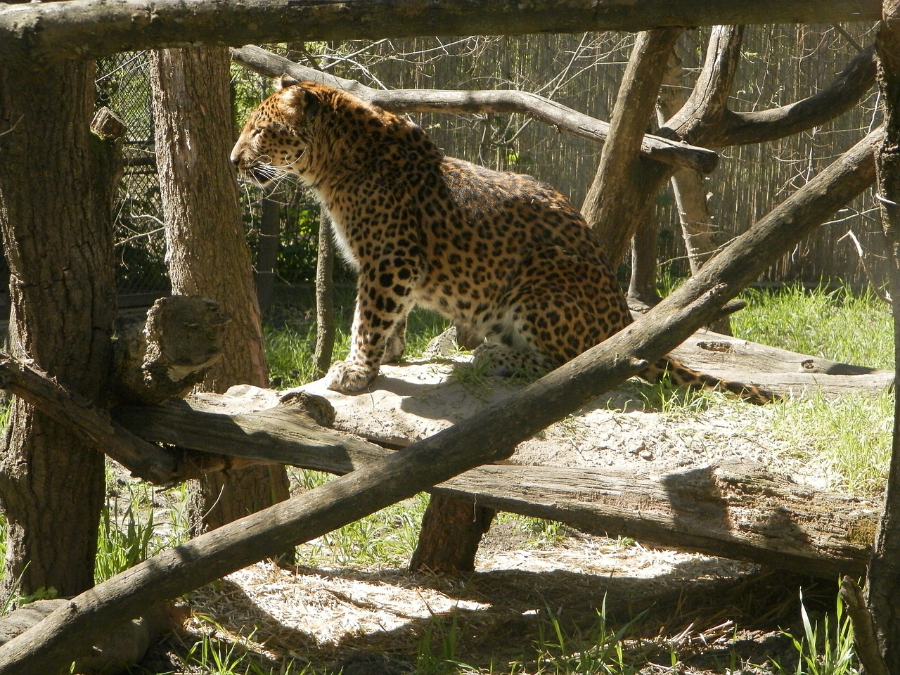 leopard animal feline free photo