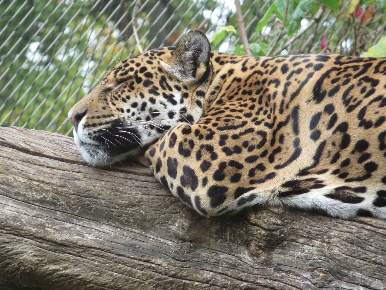 leopard wildcat big cat free photo