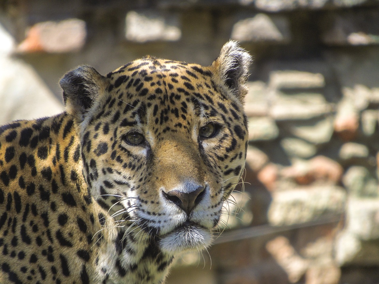 leopard wild animal free photo