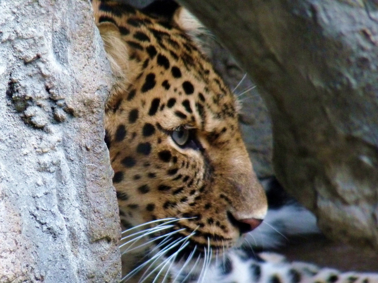 leopard zoo animal free photo