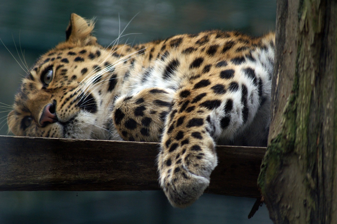 leopard cat predators free photo