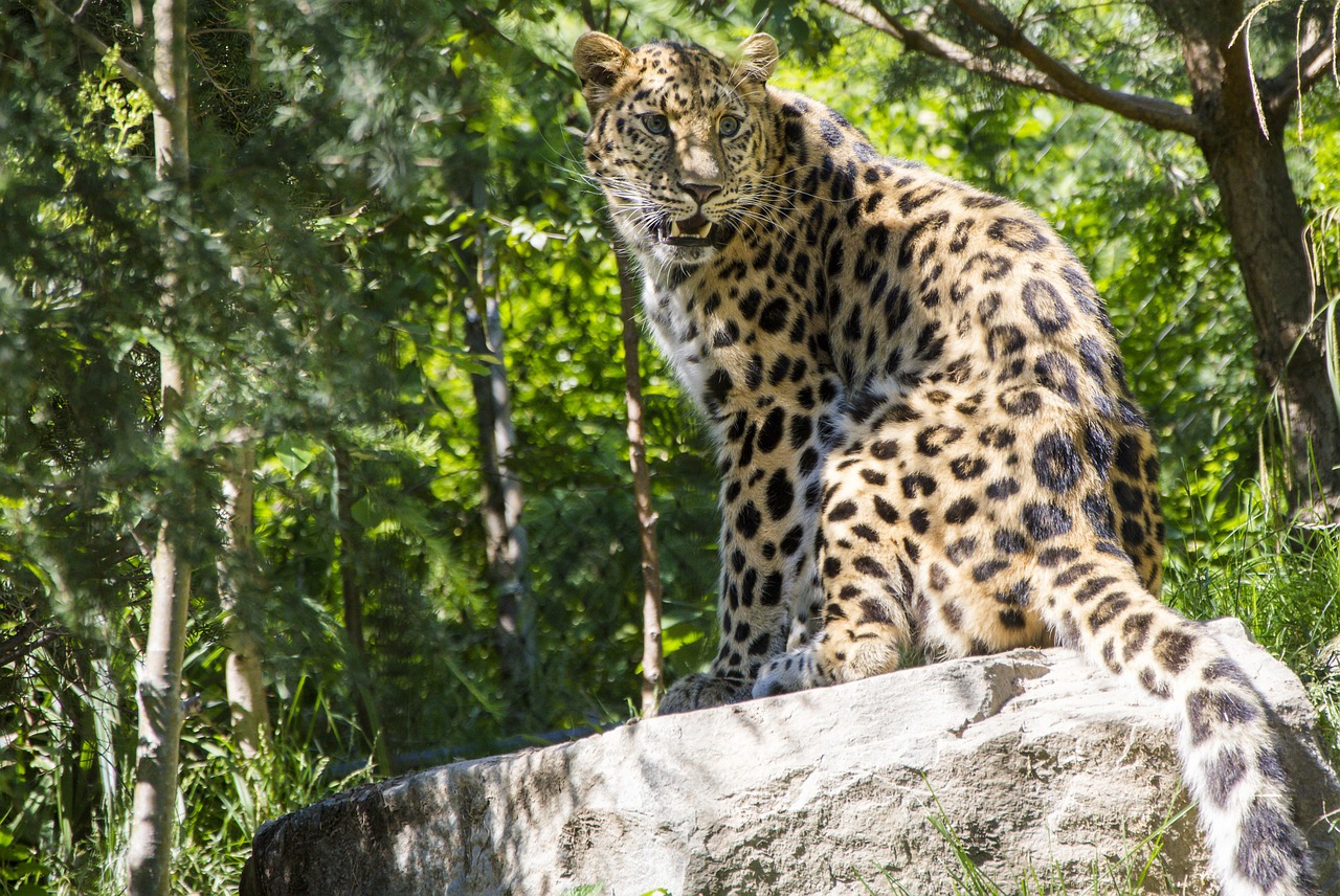 leopard cat zoo free photo