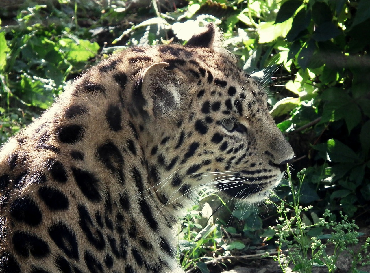 leopard cat big cat free photo