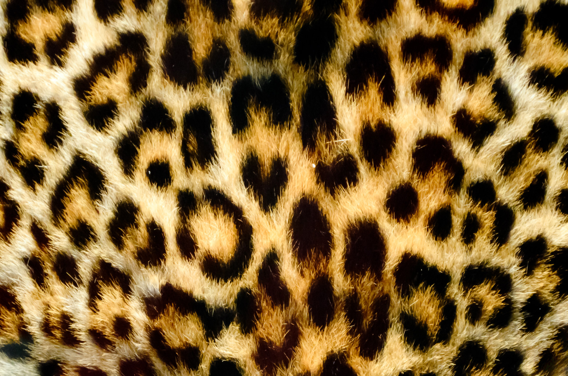 Пестрая шкура. Леопардовый фон. Леопардовые обои. Леопардовая шкура. Тигровая шкура.