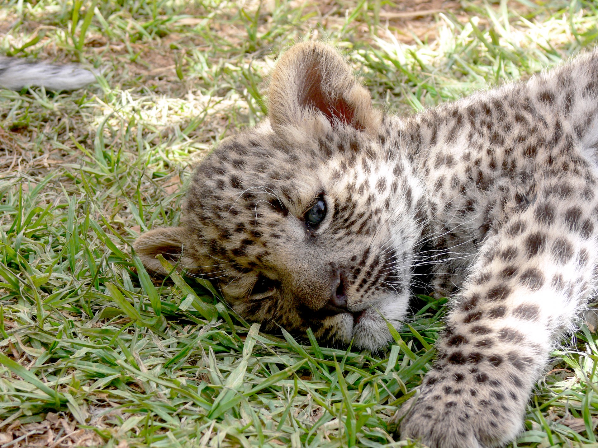 leopard cub spots free photo