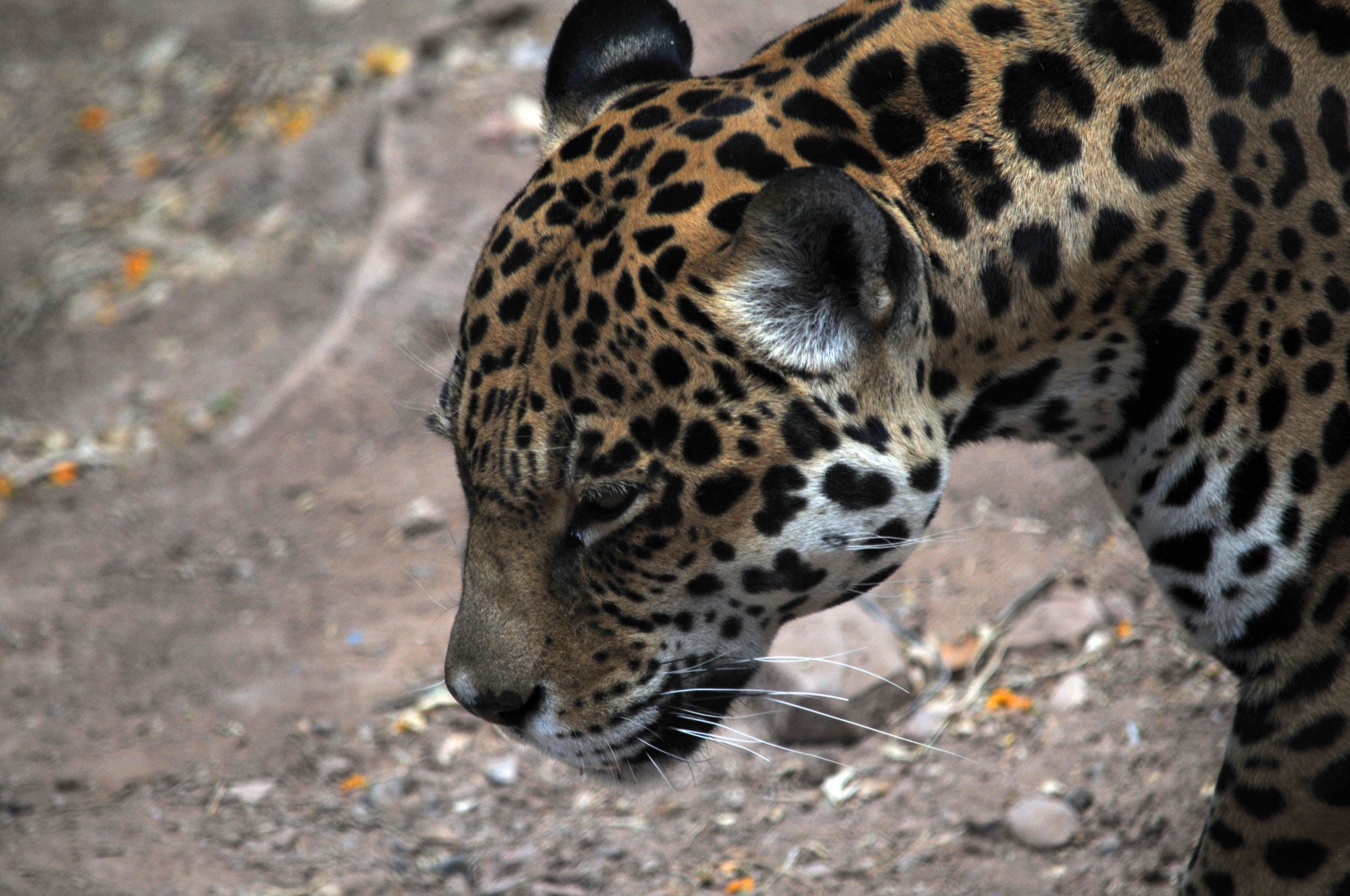 leopard leopards cat free photo