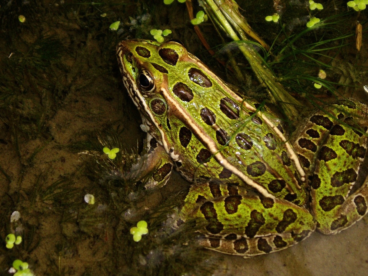 leopard frog portrait green free photo