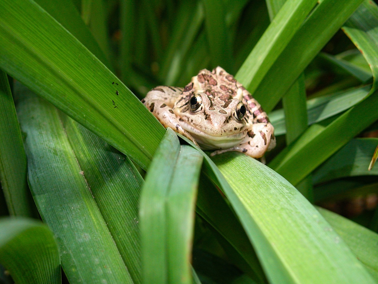 northern leopard frog frog amphibian free photo