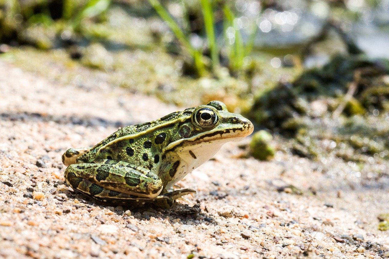 leopard frog portrait green free photo