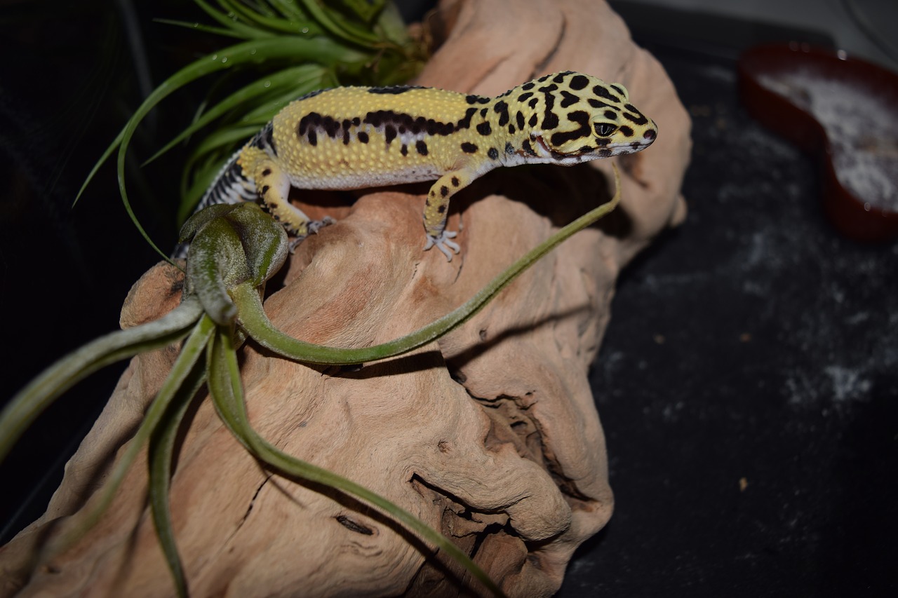 leopard gecko  pet  pets free photo