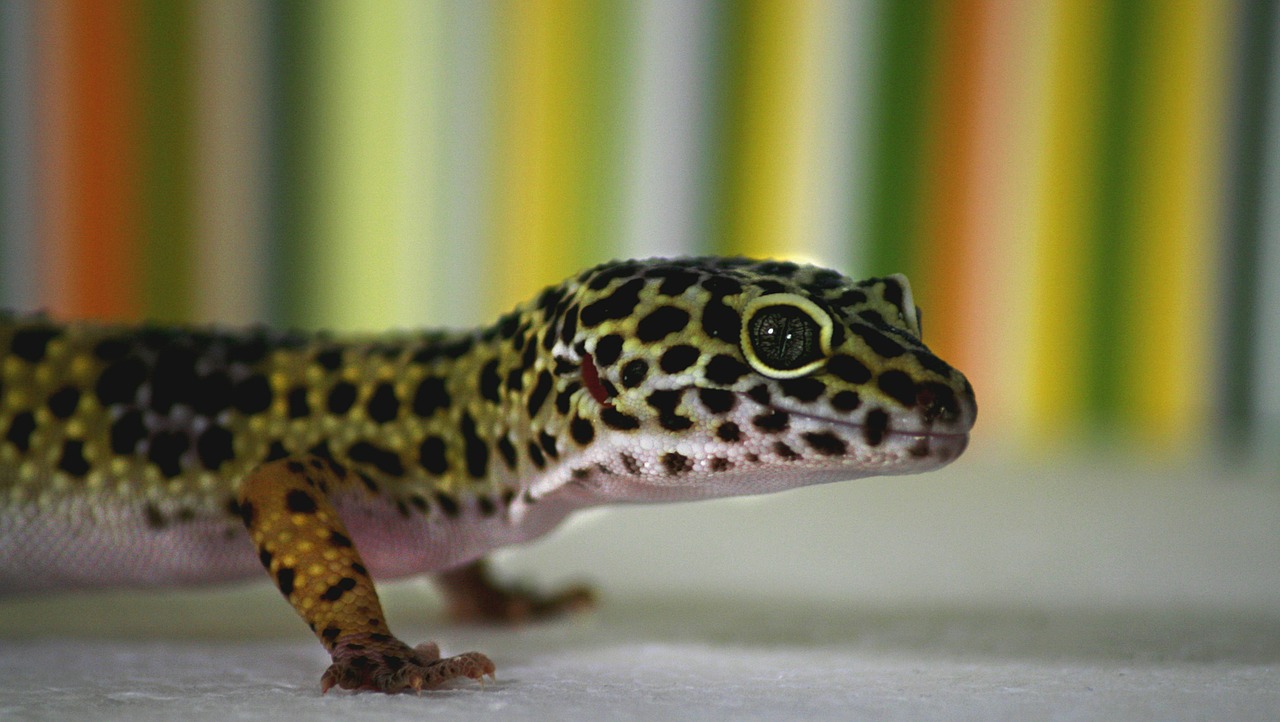 leopard gecko gecko lizard free photo
