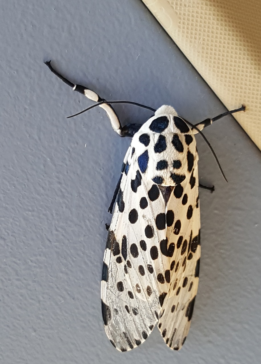 leopard moth bug insect free photo