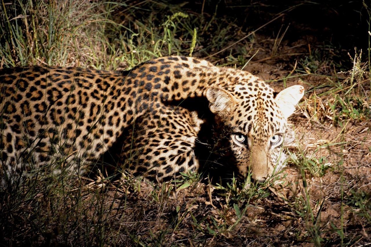 leopard night africa night safari free photo