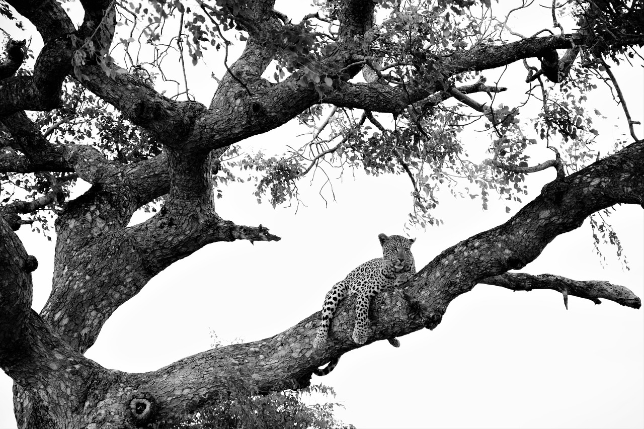 leopard on tree black white recording attention free photo