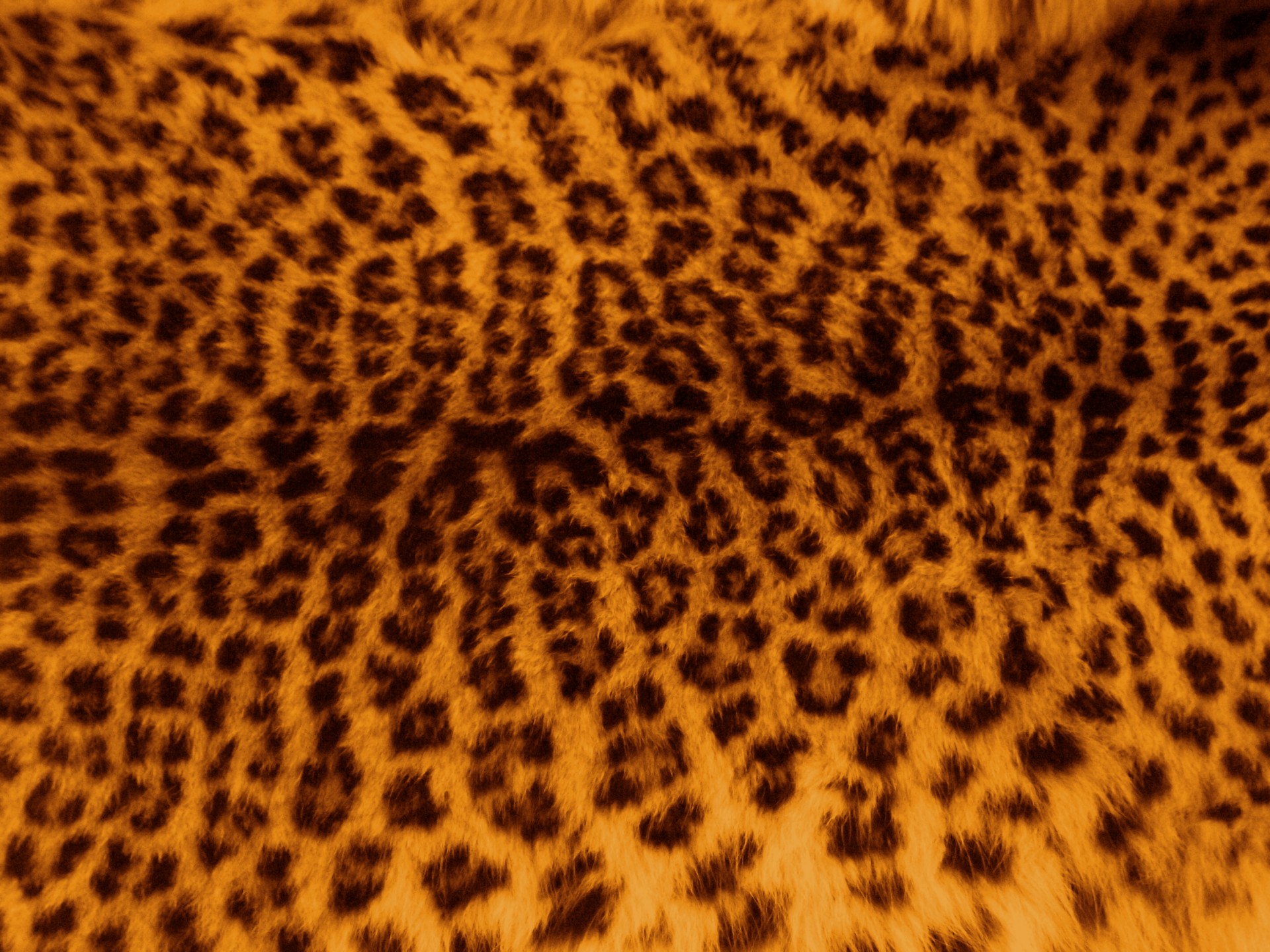 leopard pattern leopard pattern free photo