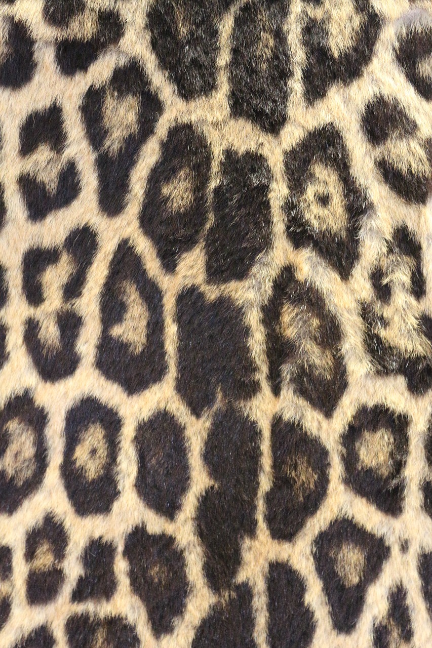 leopard print leopard skin bold free photo