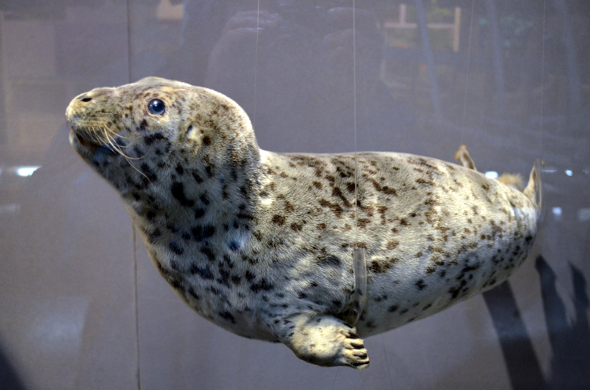 seal leopard museum free photo