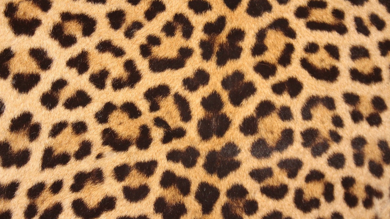 leopard skin spots design free photo