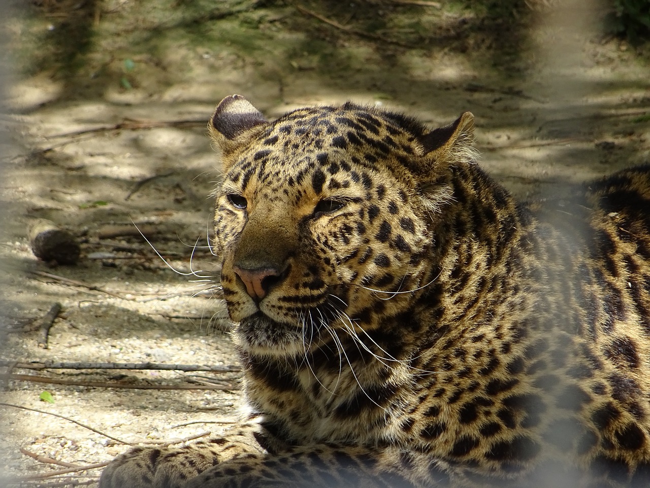 leopard spotted  animal free pictures free photo