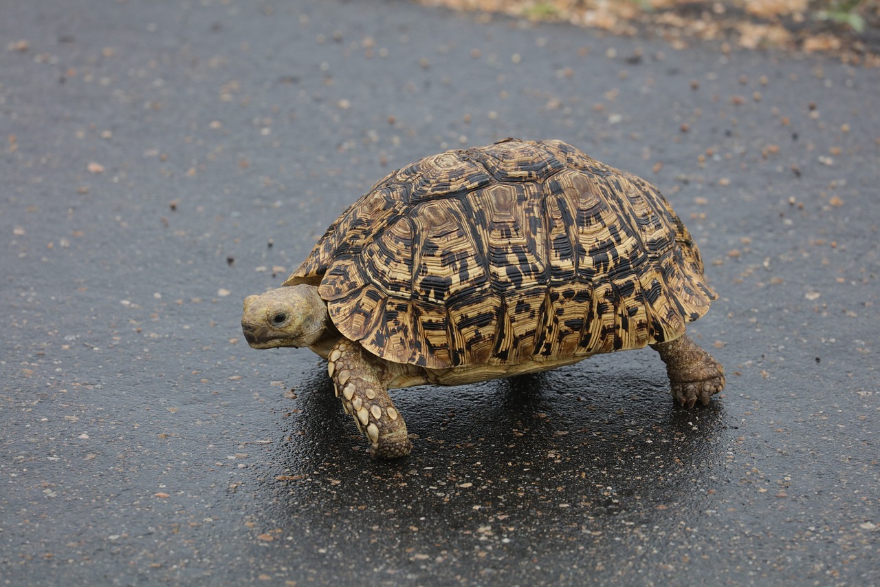 leopard tortoise turtle south africa free photo