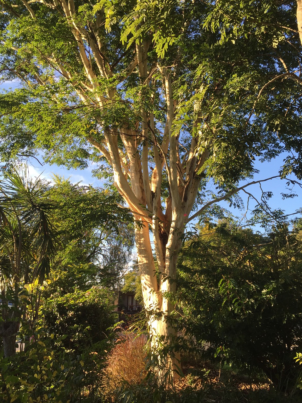 leopard tree nature wilderness free photo